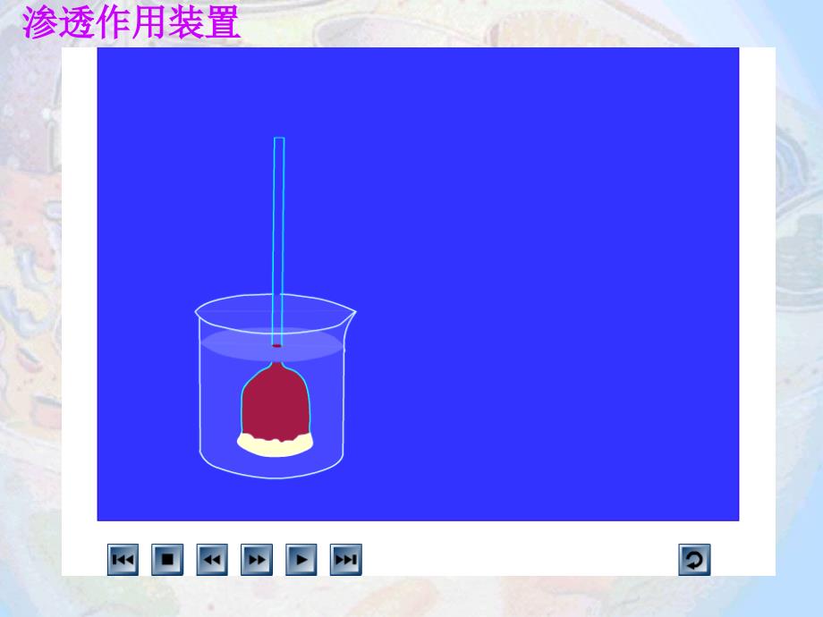 41物质跨膜运输的实例_第3页