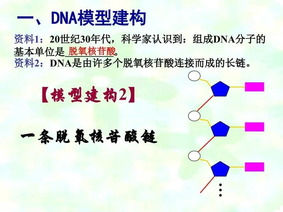 第2节DNA分子结构_第5页