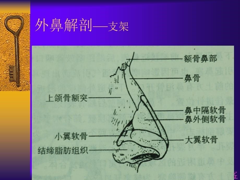 鼻的解剖生理_第5页