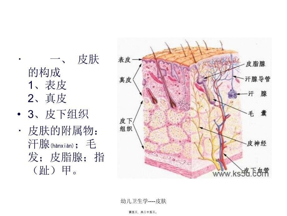 幼儿卫生学----皮肤课件_第5页