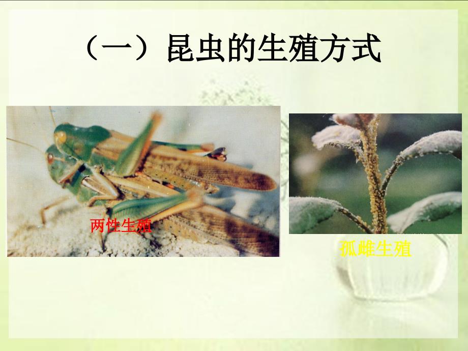 3.昆虫的繁殖发育及习性生物学特性_第3页