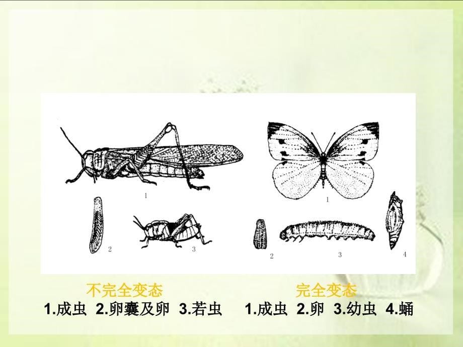 3.昆虫的繁殖发育及习性生物学特性_第5页