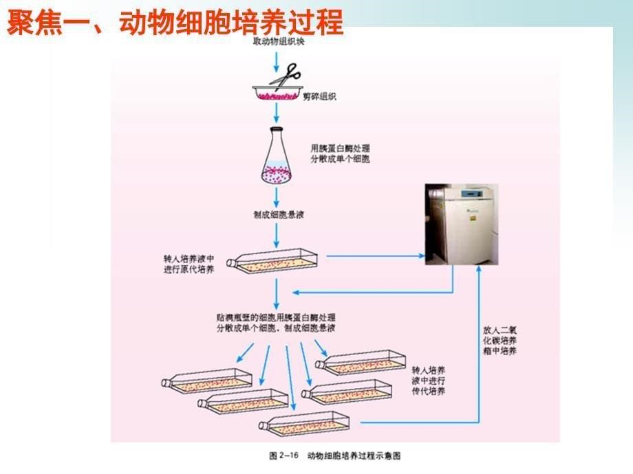 第一课时动物细胞培养_第5页