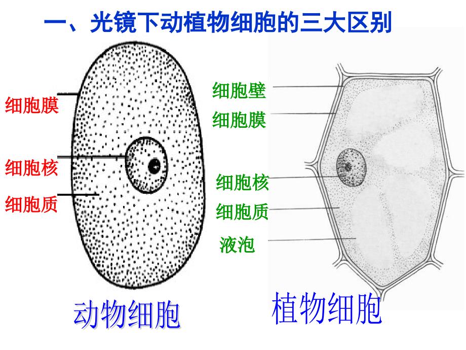 细胞器与生物膜系统_第2页