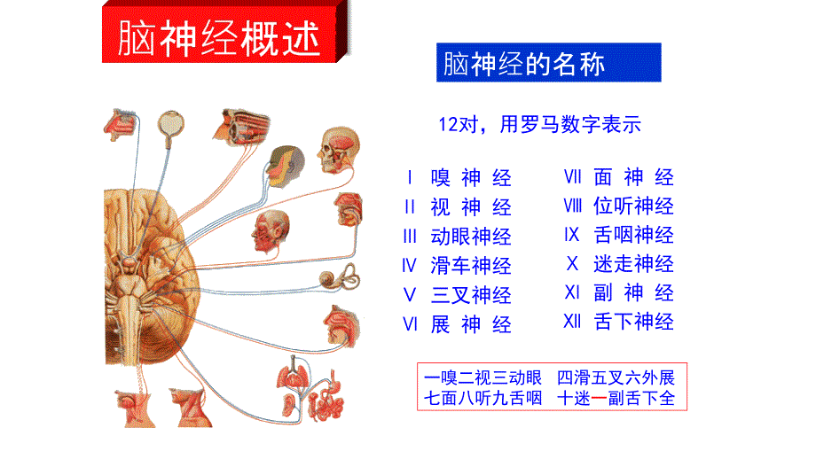 神经系统解剖及生理_第4页