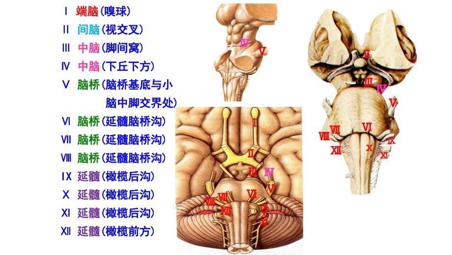 神经系统解剖及生理_第5页