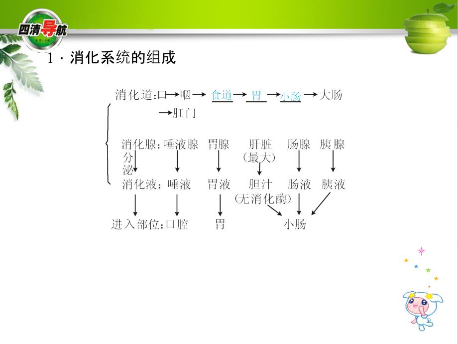 浙教版九年级科学上册4.2.1消化系统的组成、食物的消化与吸收课件_第3页