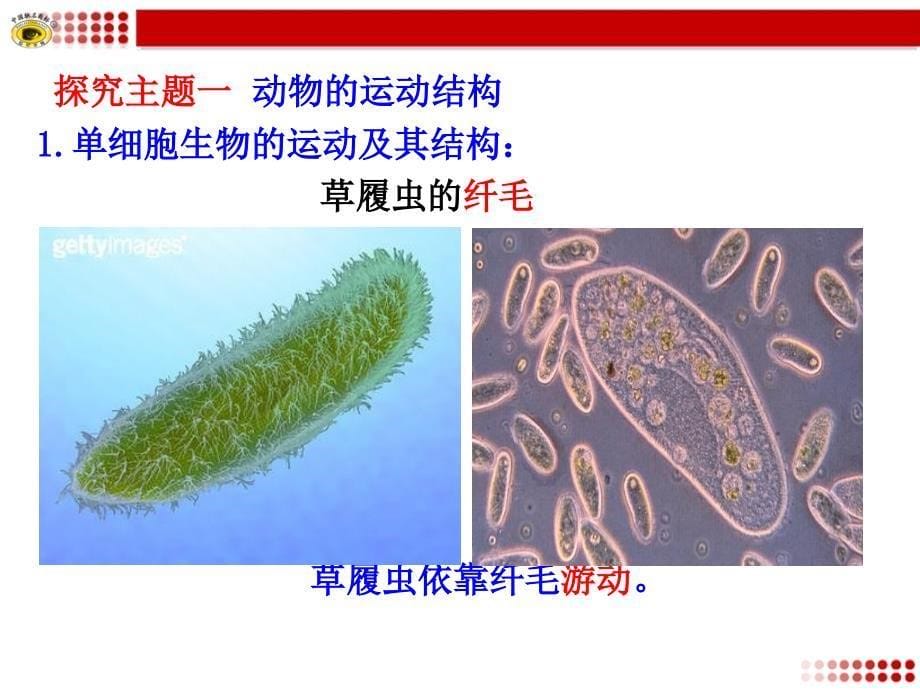 动物的运动依赖于一定的结构.ppt_第5页