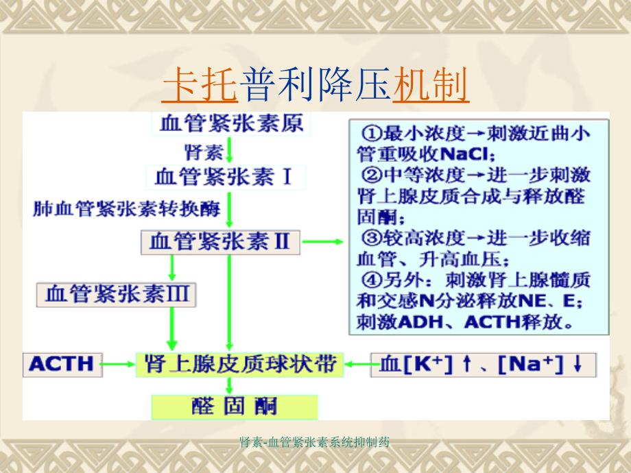 肾素-血管紧张素系统抑制药课件_第4页