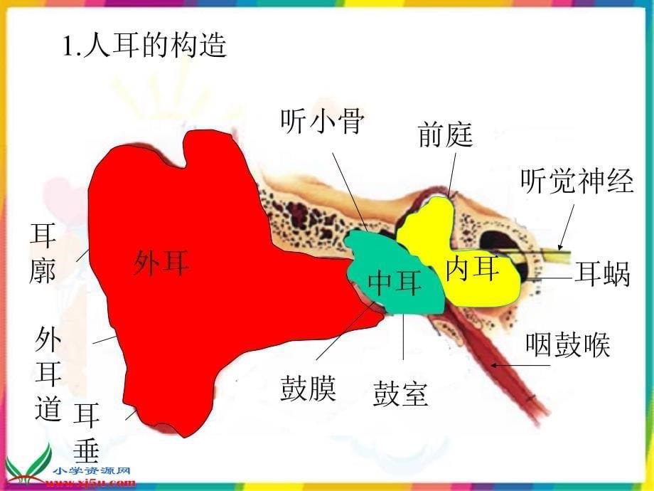 3.6我们是怎样听到声音的_第5页