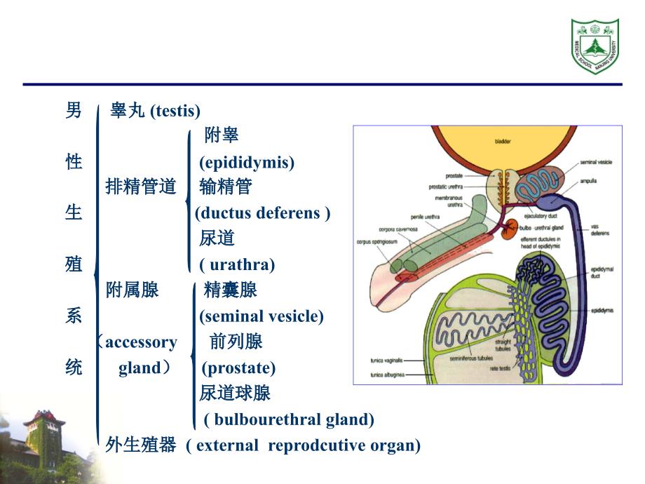 男性生殖系统组织学_第3页