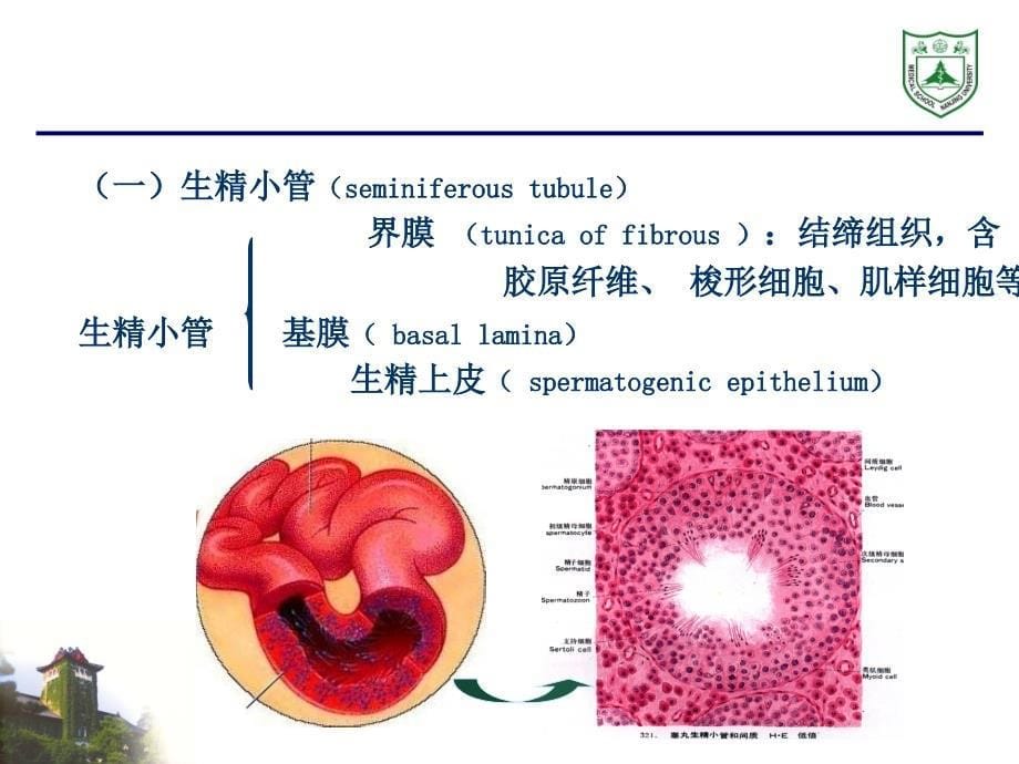 男性生殖系统组织学_第5页