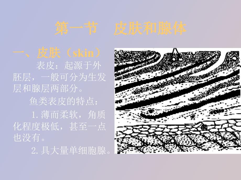 鱼类学皮肤及其衍生物_第2页