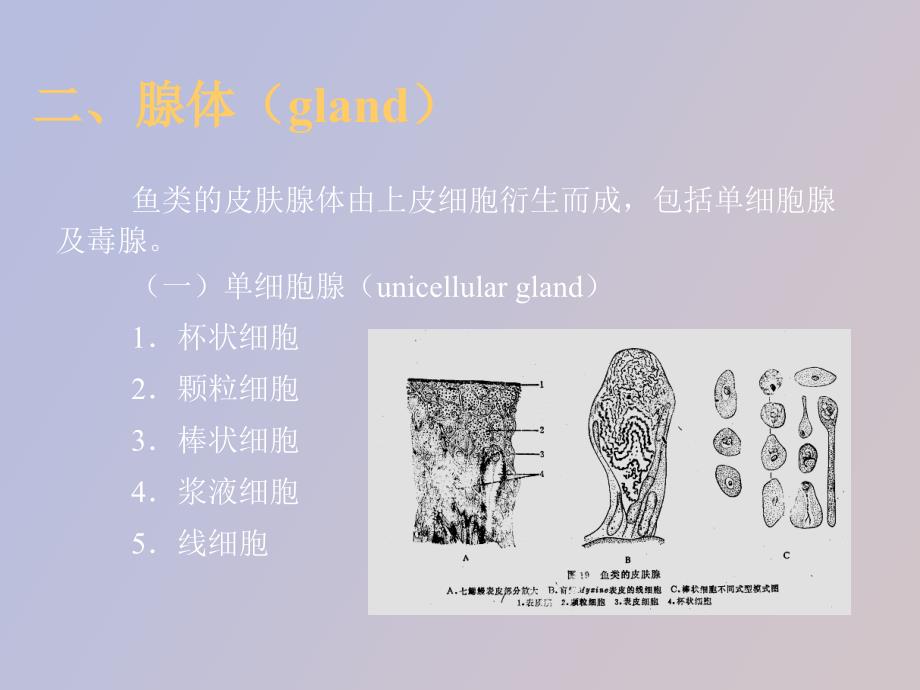 鱼类学皮肤及其衍生物_第4页