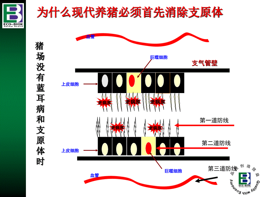 爱乐新产品介绍(Aivlosin premix(latest)_第3页