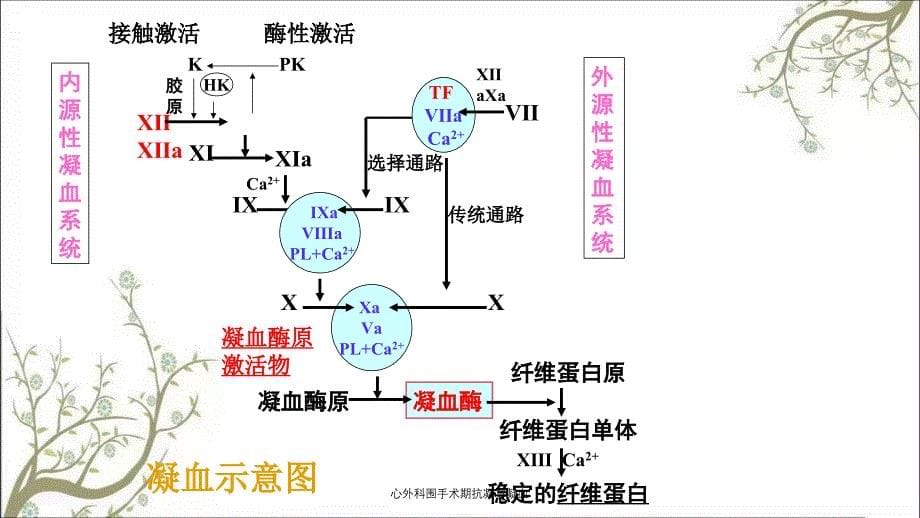 心外科围手术期抗凝与凝血_第5页