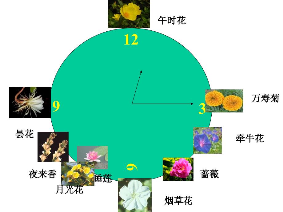 《花钟》PPT_第4页