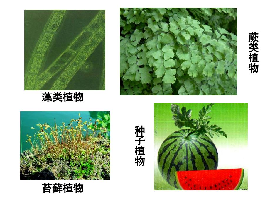 生物圈中的绿色植物复习课件_第4页