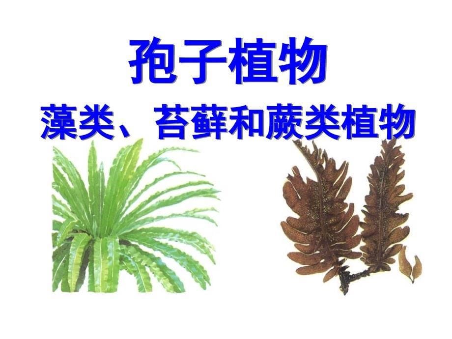 生物圈中的绿色植物复习课件_第5页