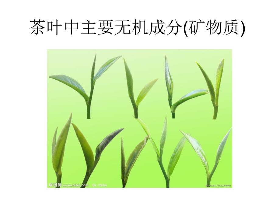 茶叶的主要化学成分_第4页