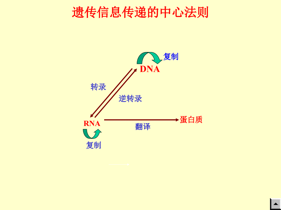 基础生物化学：第15章 蛋白质的生物合成_第2页