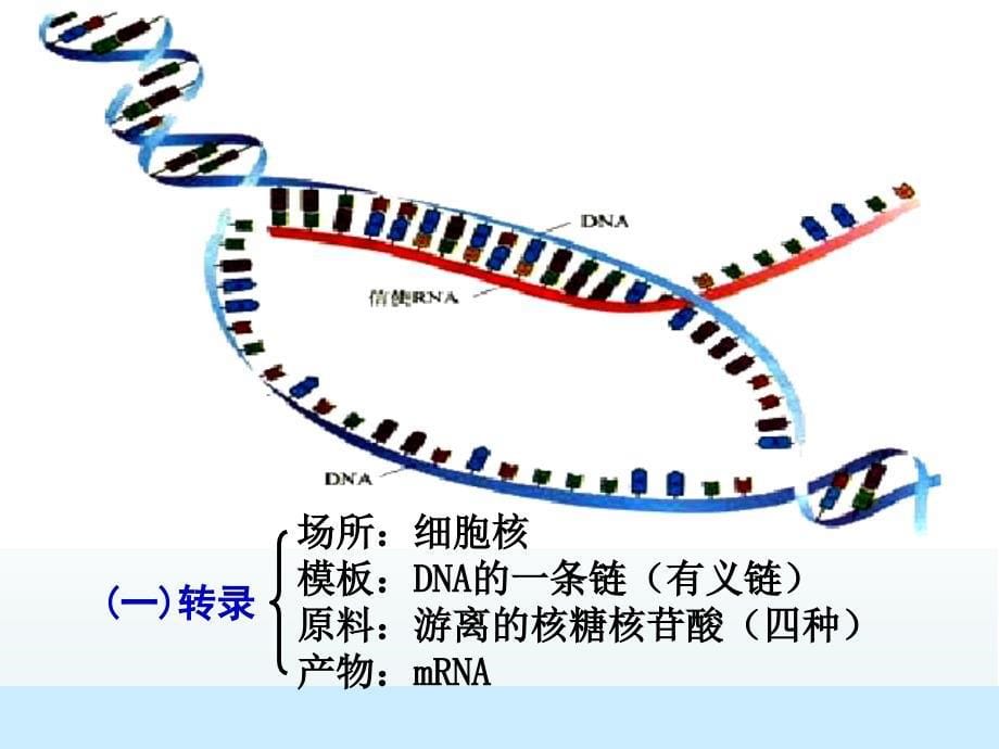 基因对性状的控制9课件_第5页