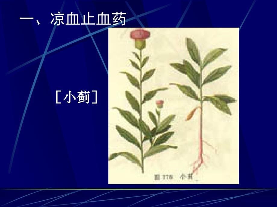 凉血止血药课件_第5页