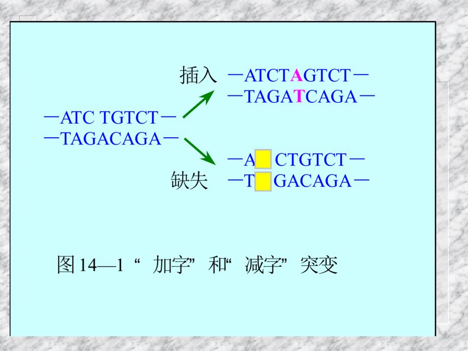 第十四部分遗传密码和遗传信息的翻译系统教学课件_第3页