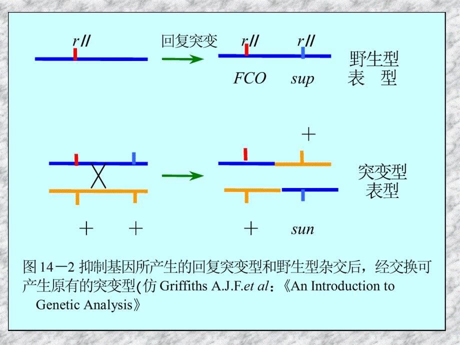 第十四部分遗传密码和遗传信息的翻译系统教学课件_第5页