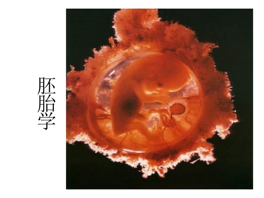 组织胚胎学：胚胎学 Ｅmbryology_第1页