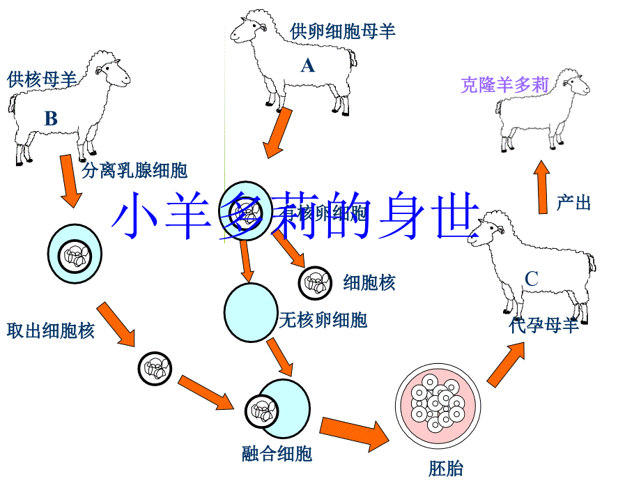 七年级生物细胞核是遗传信息库4_第4页