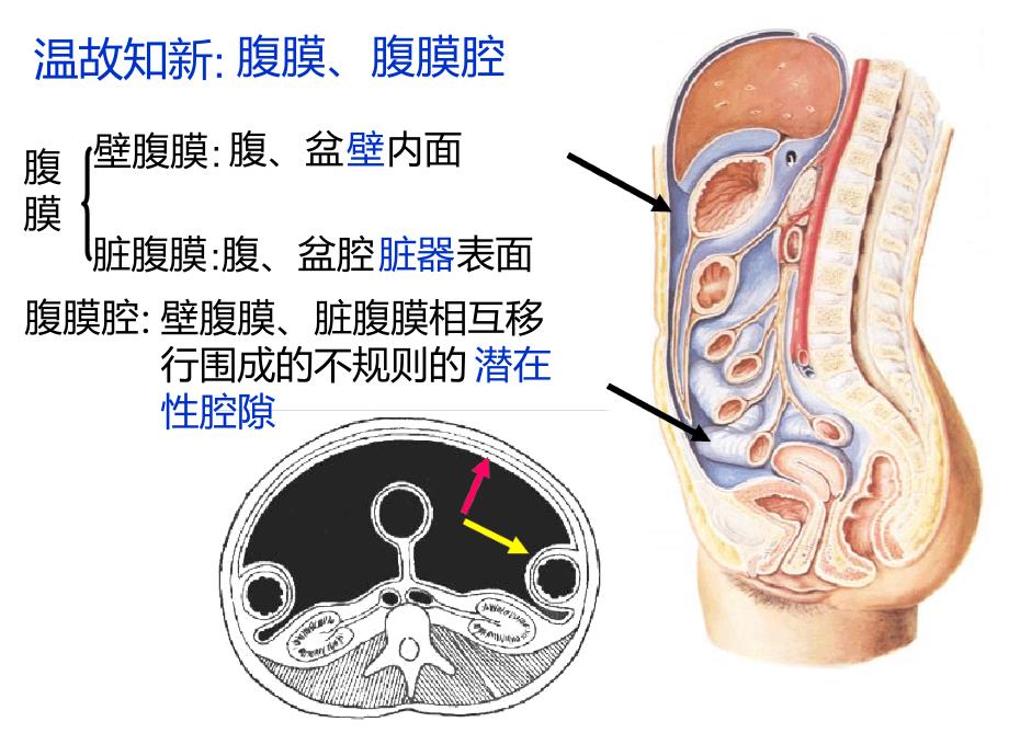 刘睿结肠上区9152_第4页