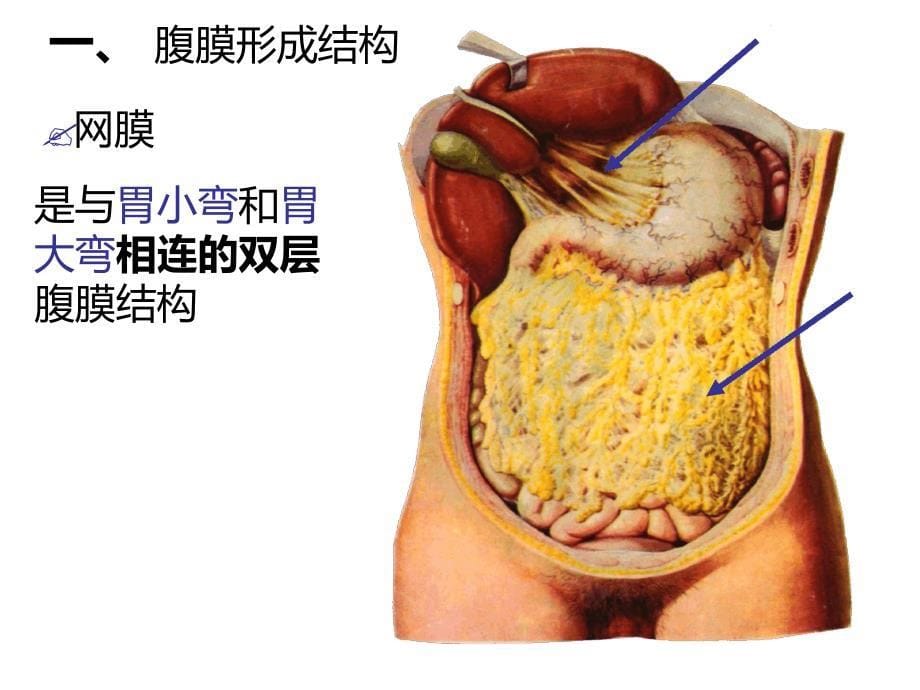 刘睿结肠上区9152_第5页