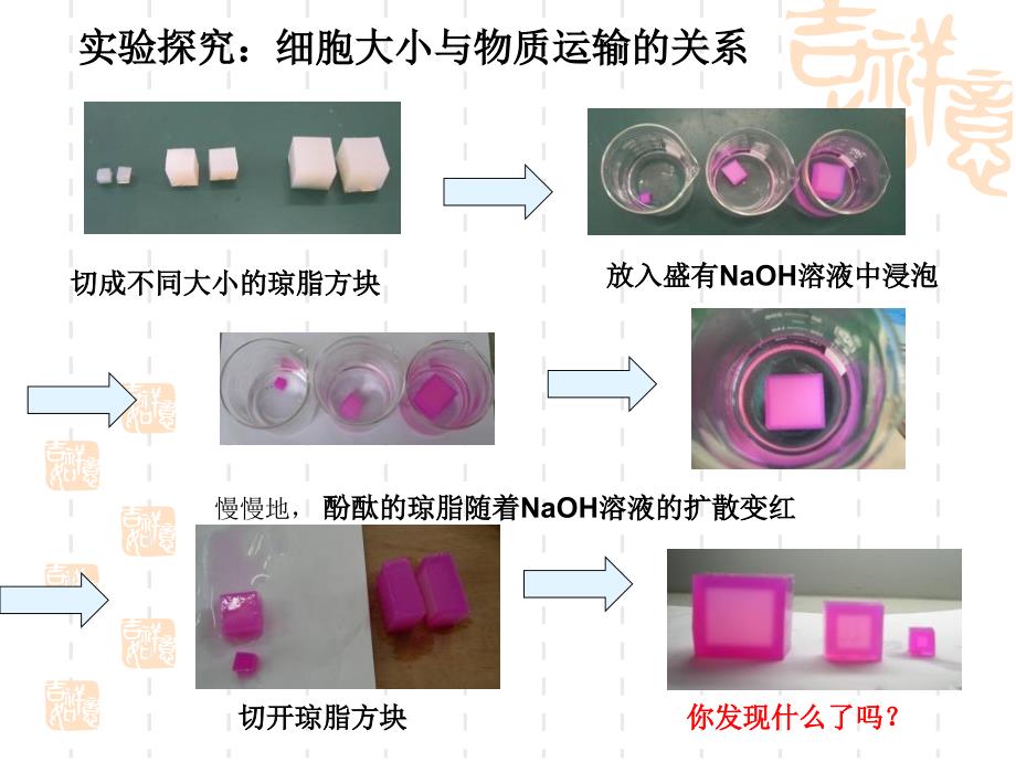 《高一细胞增殖》PPT课件_第3页