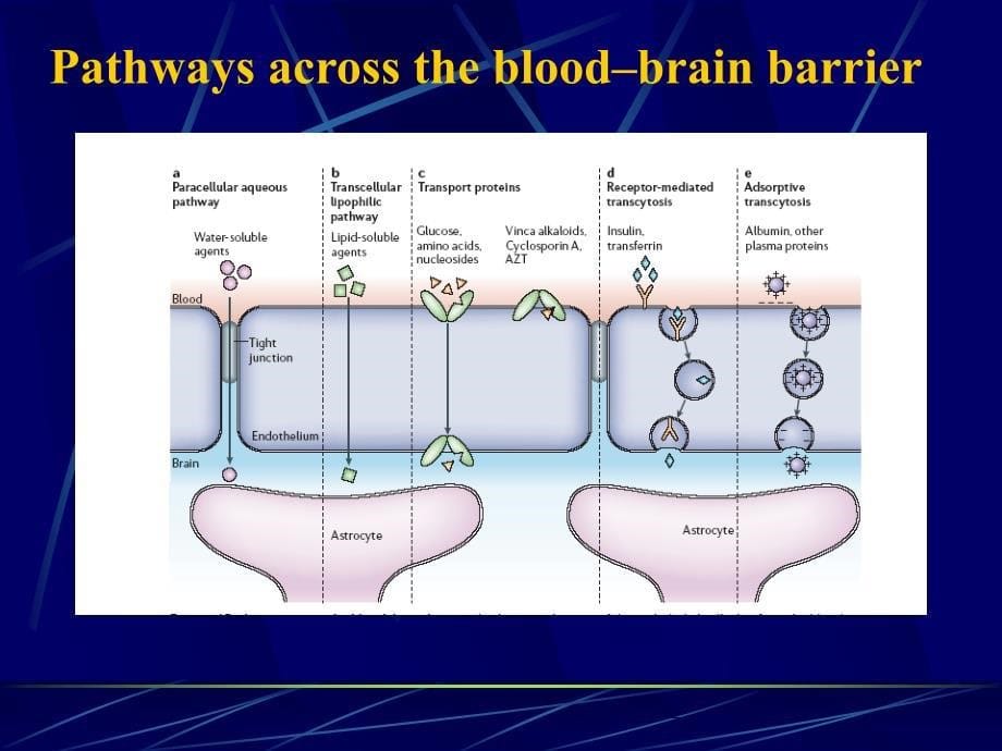 血脑屏障对ICU常用抗生素的通透性_第5页