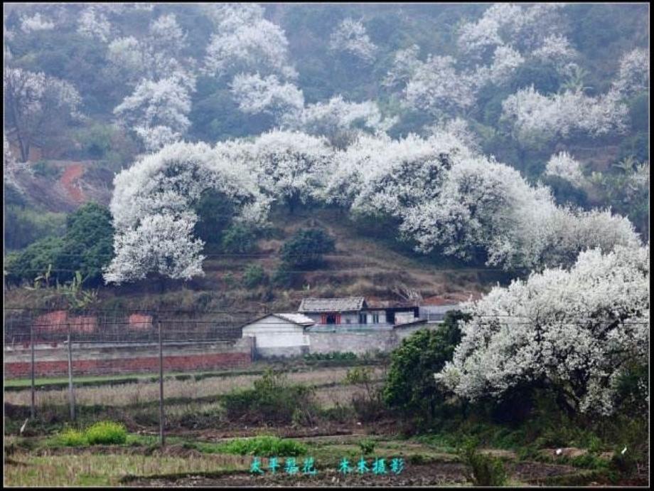 驿路梨花ppt课件_第4页