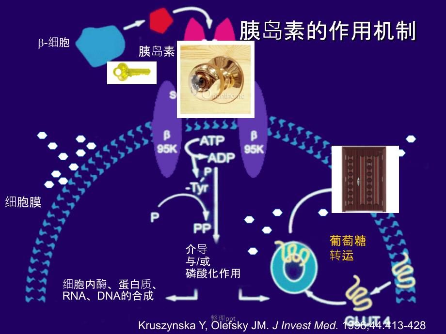 201x基层糖尿病指南培训2_第2页