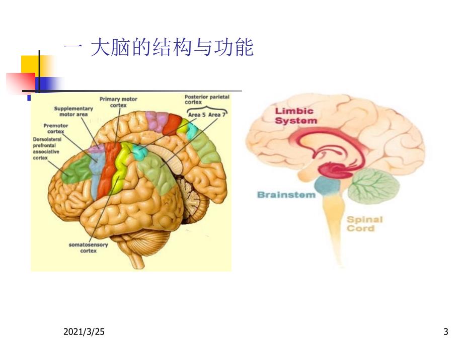 大脑的结构与功能PPT课件_第3页