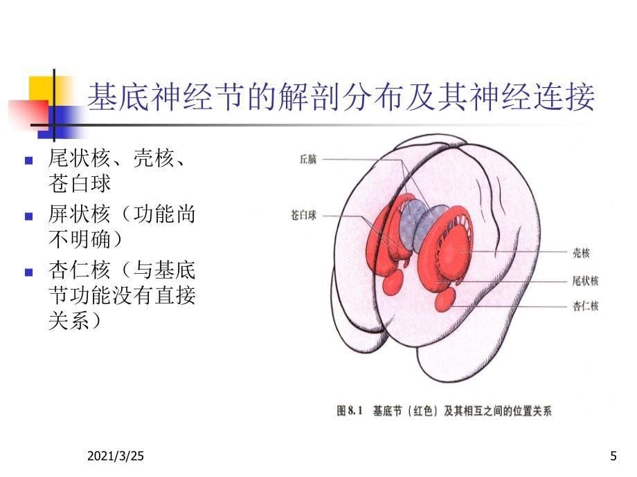 大脑的结构与功能PPT课件_第5页