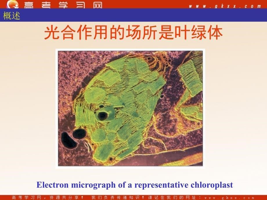 高中生物《光合作用》课件5（32张PPT）（沪科版第一册）_第5页