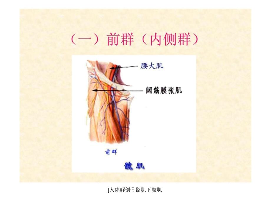 人体解剖骨骼肌下肢肌课件_第4页