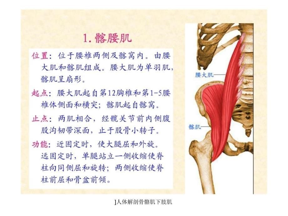 人体解剖骨骼肌下肢肌课件_第5页