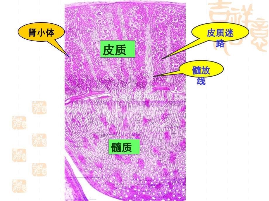 第17章泌尿系统09_第5页