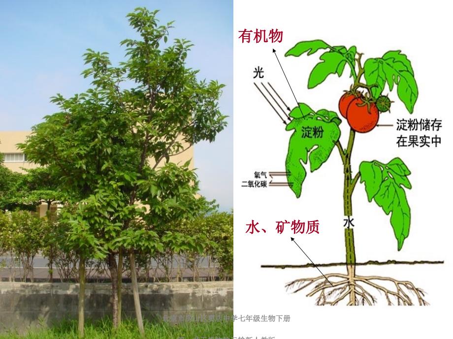 北京市房山区窦店中学七年级生物下册第一节无机物的运输新人教版课件_第1页