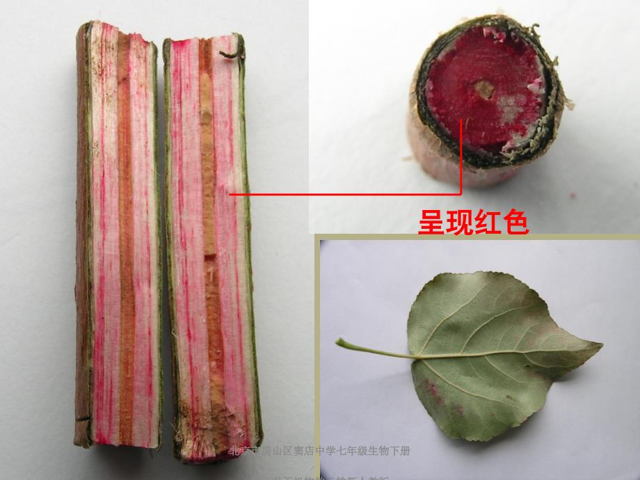 北京市房山区窦店中学七年级生物下册第一节无机物的运输新人教版课件_第4页