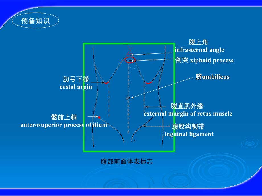 健康评估之腹部评估_第4页