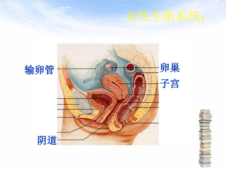 新生命的孕育(课件)_第4页