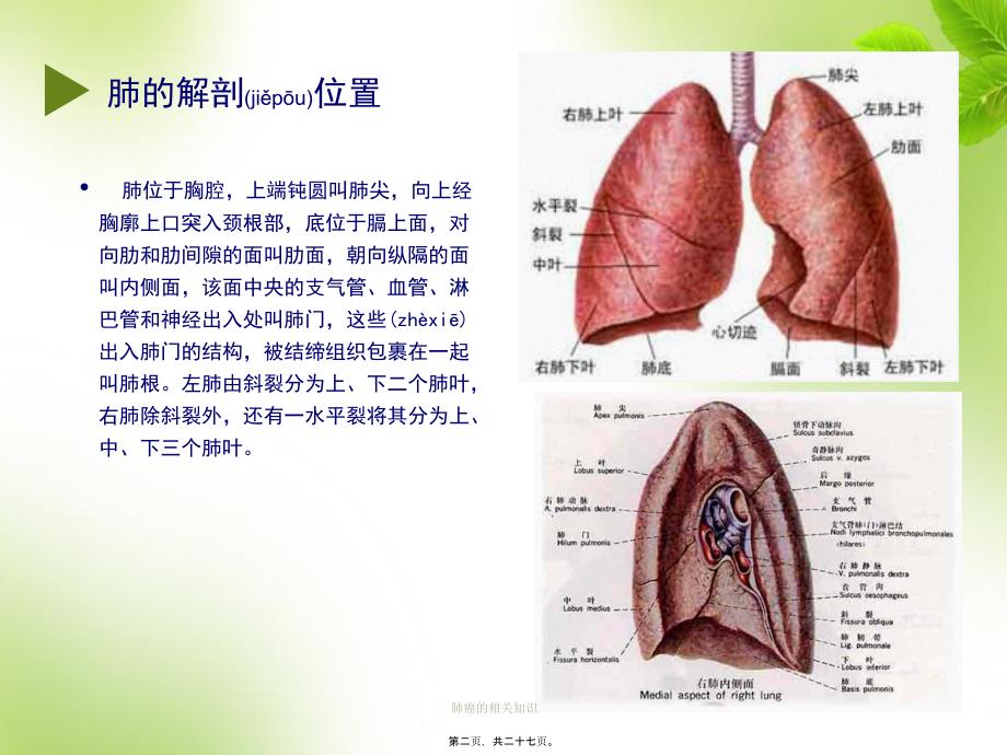 肺癌的相关知识课件_第2页