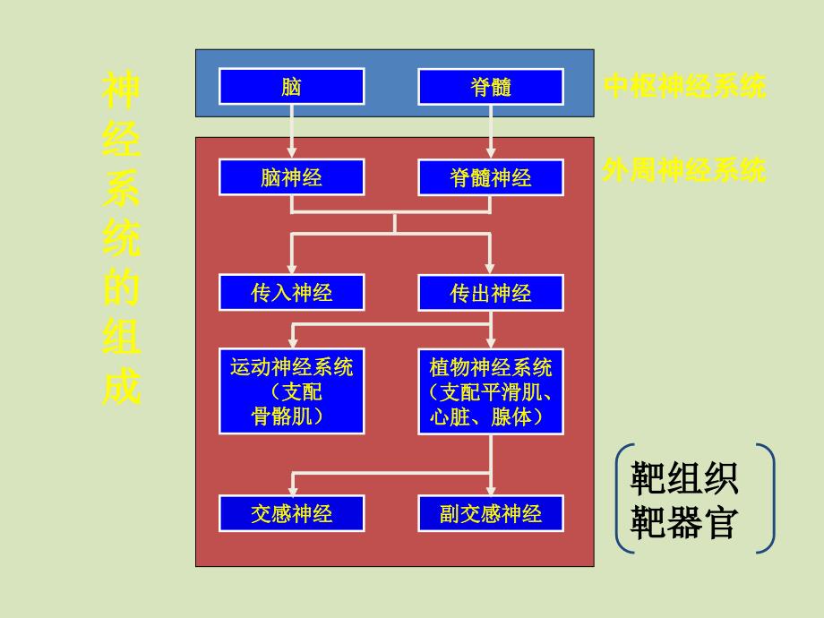 药物对神经系统的毒性_第2页