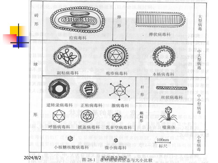 医学微生物学课件-第20章病毒的基本性状_第3页